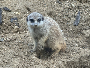 V brněnské zoo přivítali nová mláďata. Narodil se malý bizon i surikata
