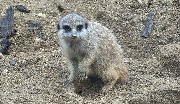 V brněnské zoo přivítali nová mláďata. Narodil se malý bizon i surikata