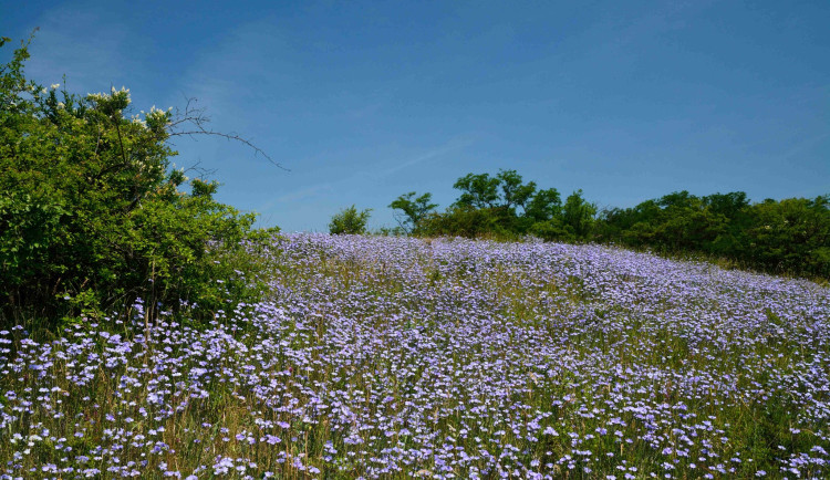 Liščí vrch u Mikulova se zbarvil do modra, rozkvetly tisíce lnů chlupatých