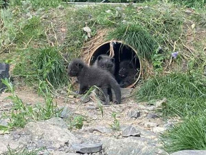 VIDEO: Malí chlupáči v brněnské zoo. Narodila se mláďata polárních lišek