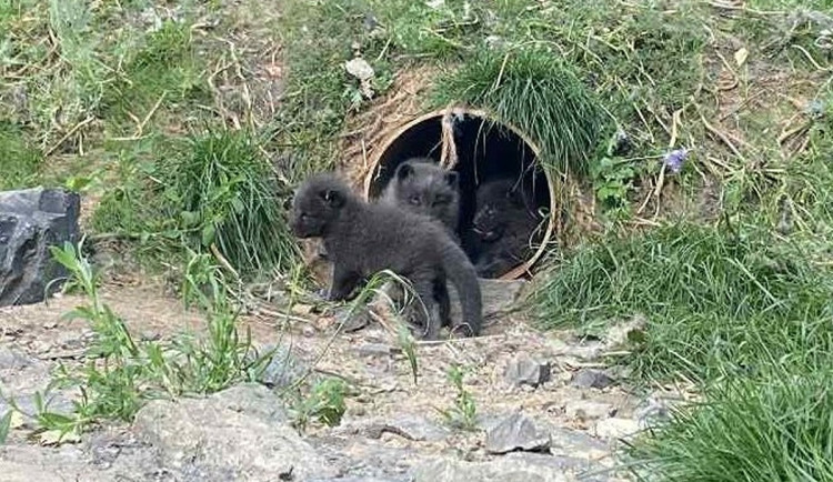 VIDEO: Malí chlupáči v brněnské zoo. Narodila se mláďata polárních lišek