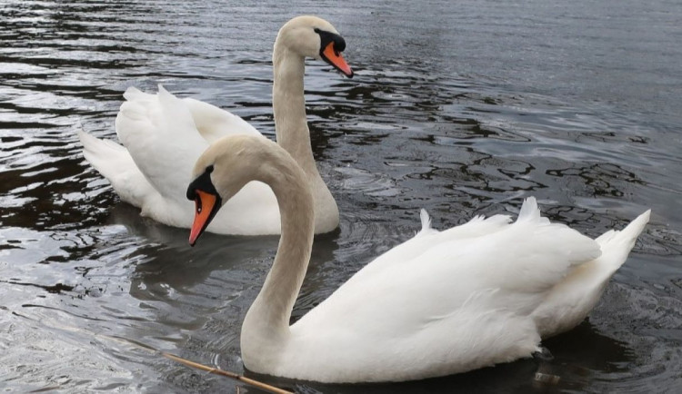 Do pátrání po 150 zmizelých labutí z Prahy se může zapojit veřejnost z celého Česka