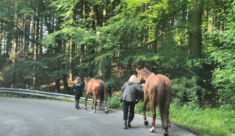 Koně na silnici u České chalupy. Odchytili je strážníci