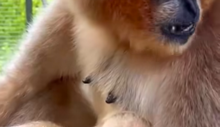 V liberecké zoo se po několika letech narodil kriticky ohrožený gibon bělolící