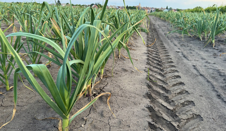 Ilustrační fotografie