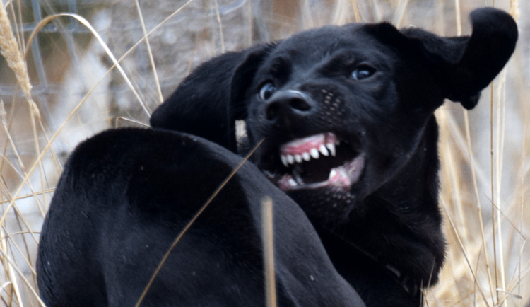 Pódium v Brně ovládl agresivní pes. Přivázala ho tam opilá a zfetovaná majitelka