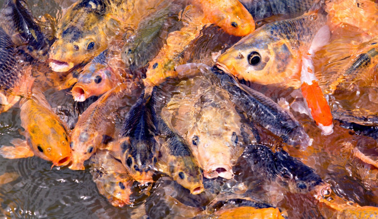 Ilustrační fotografie