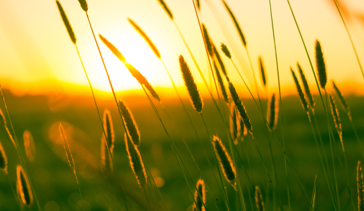 Během víkendu naměříme až 33 stupňů. Počasí pokazí bouřky