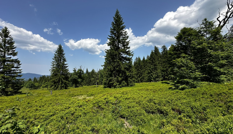 Vypravte se na obří vysokohorskou šumavskou pastvinu se stoletými stromy. Nebudete litovat