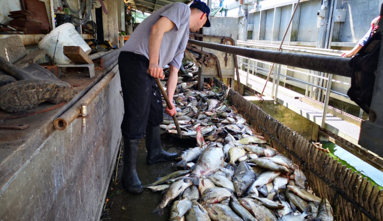 Cejni, tolstolobici nebo sumci. Rybáři odklidili uhynulé ryby z Dyje, 30 tun skončilo v kafilerii