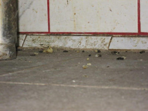 Špína a myší bobky. Inspektoři zavřeli restauraci v Bučovicích