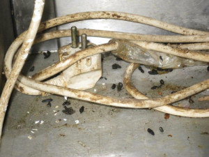 Špína a myší bobky. Inspektoři zavřeli restauraci v Bučovicích