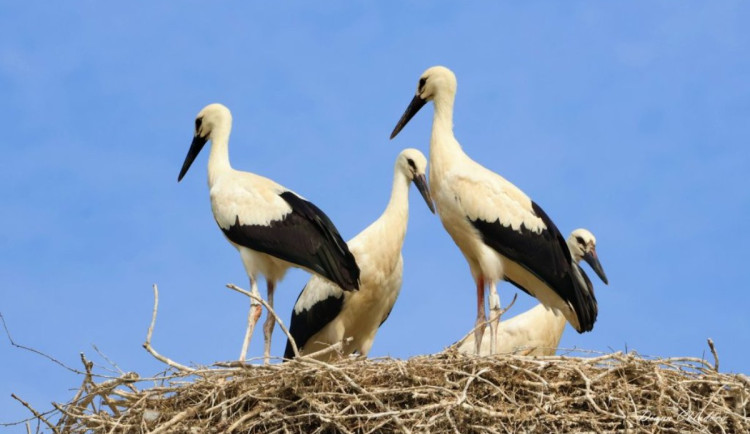 Na výlet s dalekohledem. Lidé během prázdnin pomůžou s mapováním čapích hnízd