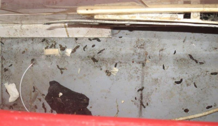 Špína a myší bobky. Inspektoři zavřeli restauraci v Bučovicích