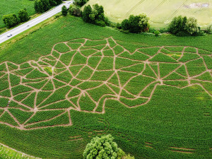 Zábava na léto? V brněnských Žabovřeskách vyrostlo kukuřičné bludiště