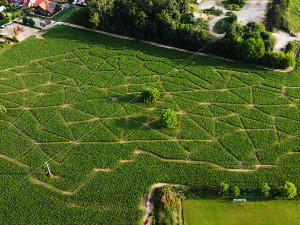 Zábava na léto? V brněnských Žabovřeskách vyrostlo kukuřičné bludiště