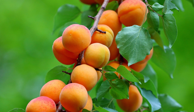 Ilustrační fotografie