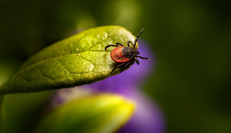 Přisáté klíště lze v brněnské laboratoři otestovat na 29 patogenů najednou. Test odhalí i méně známé nemoci