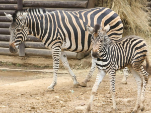 V hodonínské zoo se narodilo zebří mládě, má se čile k světu
