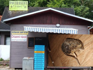 Špína a mrtvé myši na podlaze. Inspektoři zavřeli stánek v kempu Bítov