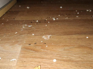 Špína a mrtvé myši na podlaze. Inspektoři zavřeli stánek v kempu Bítov