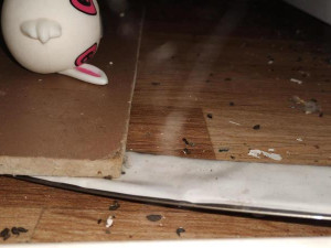 Špína a mrtvé myši na podlaze. Inspektoři zavřeli stánek v kempu Bítov