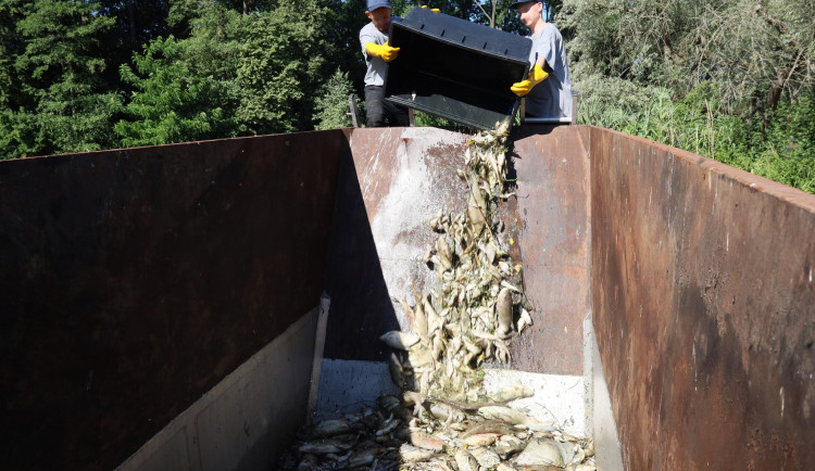 Tisíce mrtvých ryb v řece Dyji. Pomoci má sada opatření