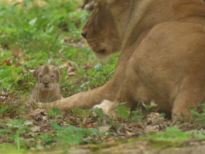 Máme lvíče, radují se chovatelé z brněnské zoo. Modlili se za ně osm let