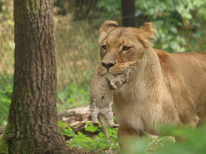 Máme lvíče, radují se chovatelé z brněnské zoo. Modlili se za ně osm let
