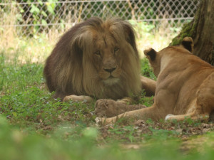 Máme lvíče, radují se chovatelé z brněnské zoo. Modlili se za ně osm let