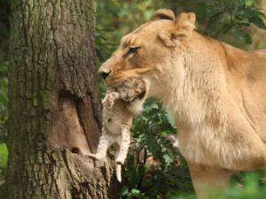 Máme lvíče, radují se chovatelé z brněnské zoo. Toužili po něm osm let
