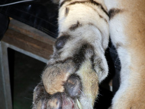 Tygr z hodonínské zoo musel na operaci s bolavou tlapkou. Zarostl mu dráp