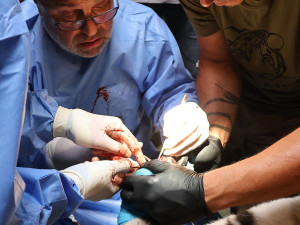 Tygr z hodonínské zoo musel na operaci s bolavou tlapkou. Zarostl mu dráp