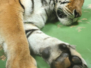 Tygr z hodonínské zoo musel na operaci s bolavou tlapkou. Zarostl mu dráp