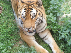 Tygr z hodonínské zoo musel na operaci s bolavou tlapkou. Zarostl mu dráp
