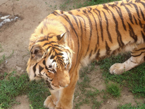 FOTO: Tygr z hodonínské zoo musel na operaci s bolavou tlapkou. Zarostl mu dráp