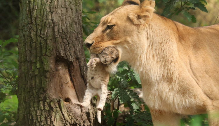 Máme lvíče, radují se chovatelé z brněnské zoo. Modlili se za ně osm let