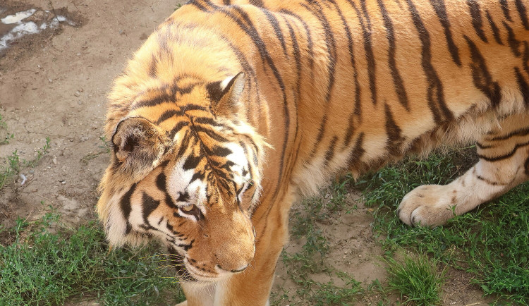 Tygr z hodonínské zoo musel na operaci s bolavou tlapkou. Zarostl mu dráp