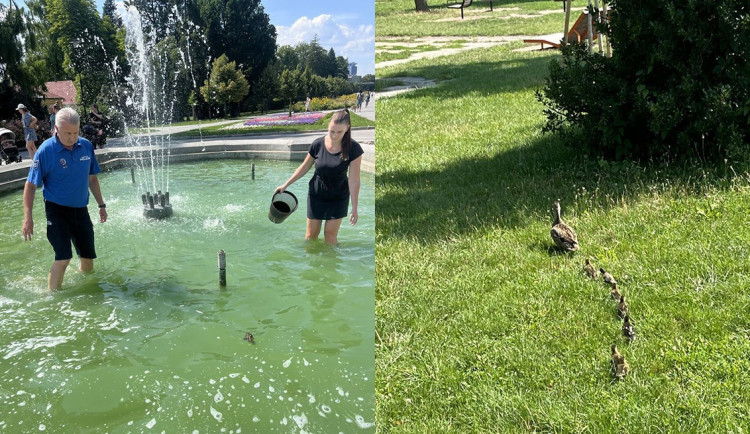 Záchranná mise v olomouckém parku: vyčerpaná kachňata uvěznila fontána
