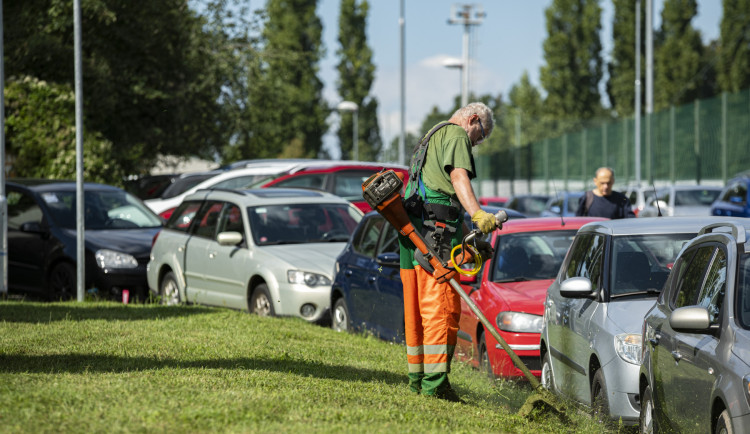 Víte, kdy a jak se v Praze seká veřejná zeleň? Většinou rozhoduje počasí