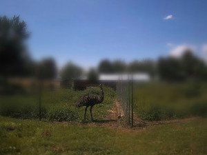 Na jihu Brna honili pštrosa. Obří pták utekl přes plot a chutnal cizí zeleninu