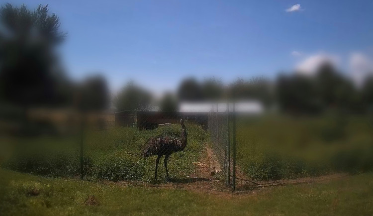 Na jihu Brna honili pštrosa. Obří pták utekl přes plot a zkoumal cizí zeleninu