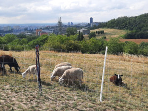 Ovečky místo sekaček. V Brně zvířata pomáhají s péčí o přírodu