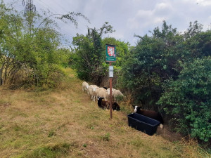 Ovečky místo sekaček. V Brně zvířata pomáhají s péčí o přírodu
