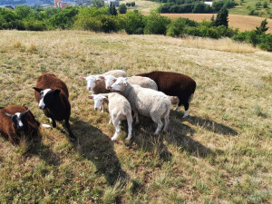 Ovečky místo sekaček. V Brně zvířata pomáhají s péčí o přírodu