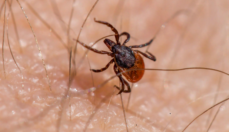 Současné počasí je rájem pro klíšťata. Jak se chránit?