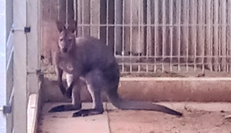 Městská policie hledá majitele klokana, kterého dnes odchytili v Třebíči