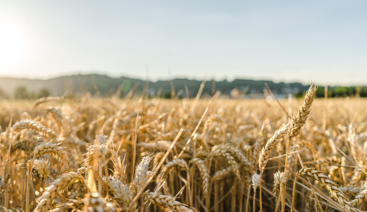 Moravští farmáři bojují s deštěm, který brzdí žně. Jde o pšenici i řepku