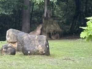 FOTOGALERIE: Co dělají zvířata v brněnské zoo, když prší? Podívejte se
