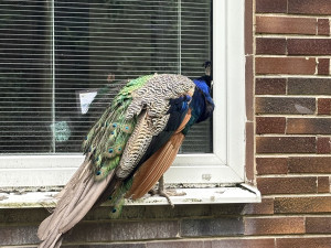 FOTOGALERIE: Co dělají zvířata v brněnské zoo, když prší? Podívejte se